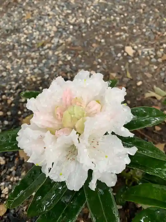 彌都加伎神社の自然
