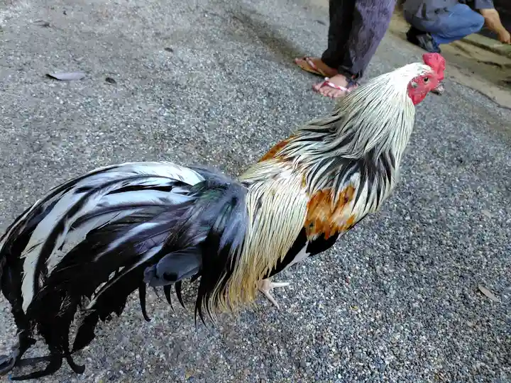 石上神宮(奈良県)