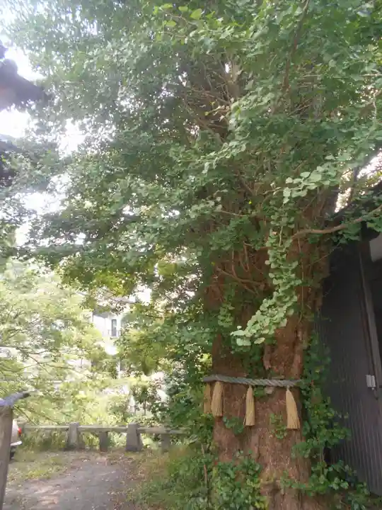 蛭子神社の自然