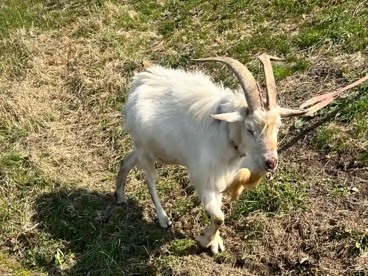 心鏡寺の{uncategorized: "未分類", other: "その他", undefined: "問題あり", building: "その他建物", grave: "お墓", sacred_gate: "鳥居", guardian: "狛犬", statue: "像", buddha: "仏像", history: "歴史", nature: "自然", garden: "庭園", animal: "動物", pagoda: "塔", temizu: "手水舎", mountain_gate: "山門・神門", sanctuary: "本殿・本堂", subordinate: "末社・摂社", art: "芸術", scenery: "景色", jizo: "地蔵", ema: "絵馬", goshuin: "御朱印", omikuji: "おみくじ", items: "授与品その他", amulet: "お守り", goshuincho: "御朱印帳", eats: "食事", festival: "お祭り", votive_dance: "神楽", shichigosan: "七五三参", wedding: "結婚式", experience: "体験その他", initially: "初詣", around: "周辺", anti_infection: "感染症対策"}