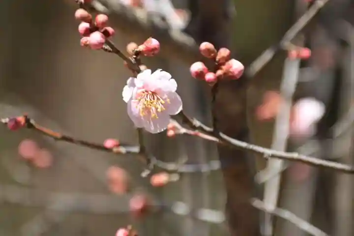 関場神社の自然