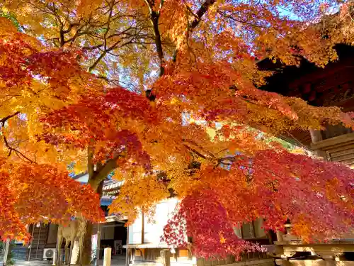 愛知県高浜市春日神社の自然