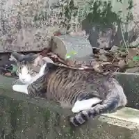 刺田比古神社の動物