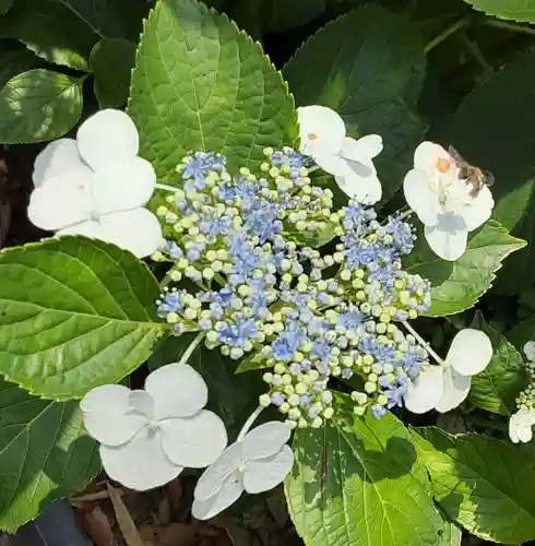 長谷寺(神奈川県)