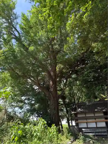 雀神社(茨城県)