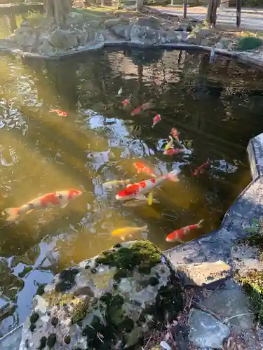 伊豆山神社の動物