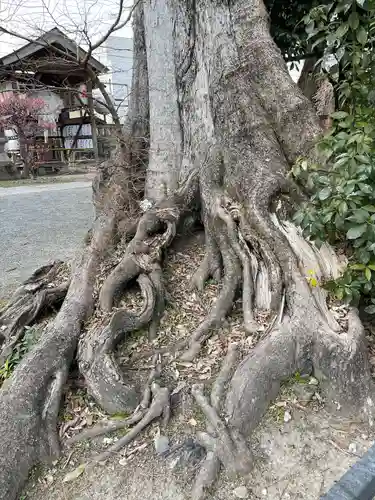 縣神社の自然