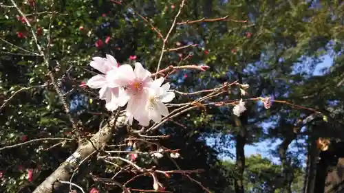 平野神社の自然