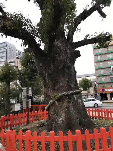 荒田八幡宮の自然