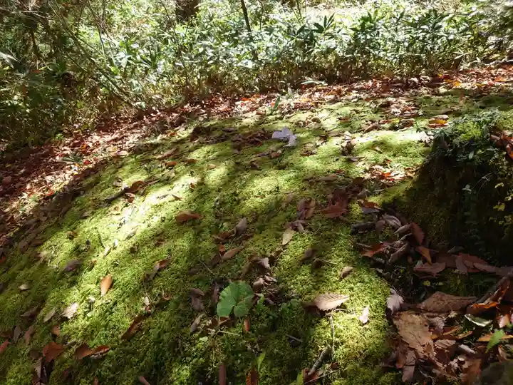 戸隠神社九頭龍社の自然