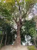 北條八幡社の自然