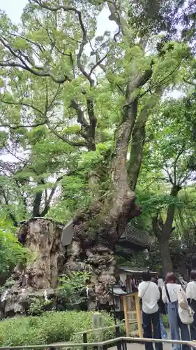 來宮神社(静岡県)