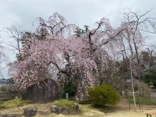 境香取神社の自然