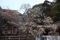 太宰府天満宮(福岡県)