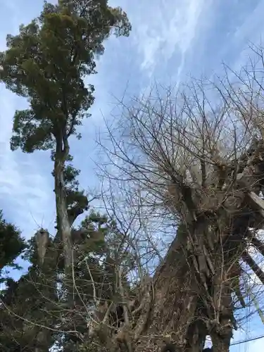 五所神社の自然