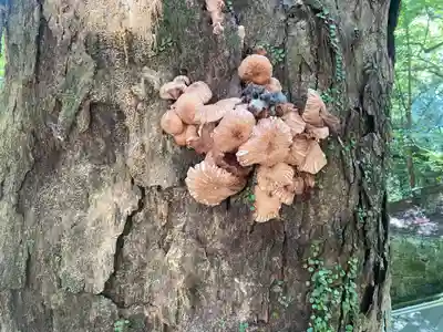 柞原八幡宮(大分県)