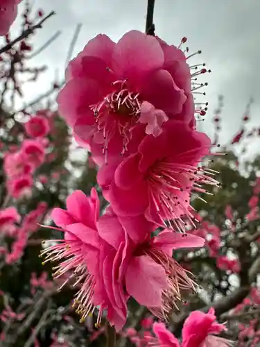 芝東照宮の自然