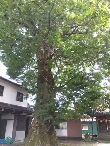 神明神社（上総社）(福井県)