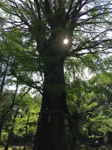 赤坂氷川神社の自然