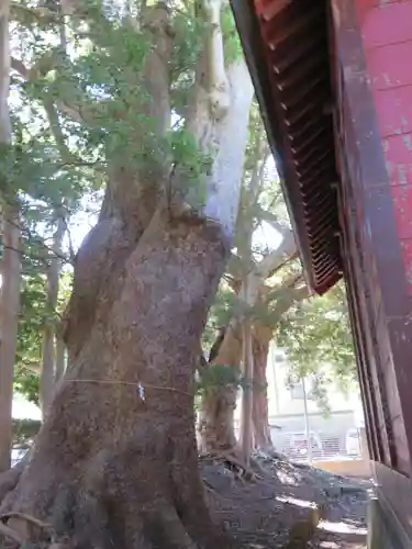 部田神社の自然