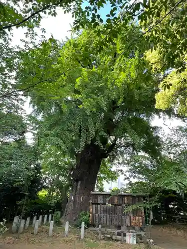 芝東照宮の自然