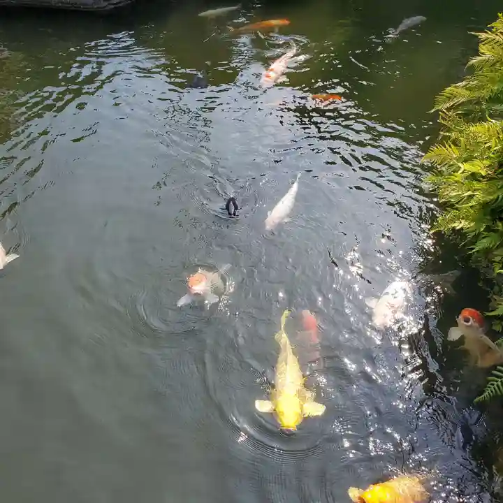 豊川閣 妙厳寺の動物