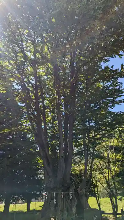 美幌神社の自然