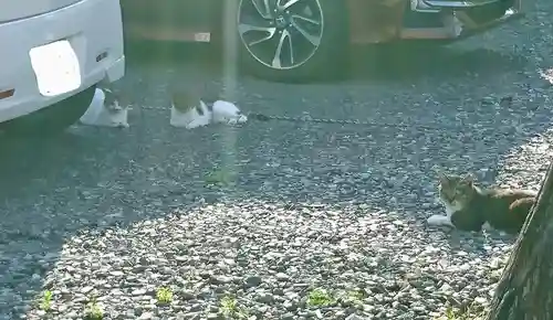阿邪訶根神社の動物