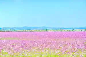 浄土寺(兵庫県)(2023年10月28日(土) 07時37分48秒投稿)