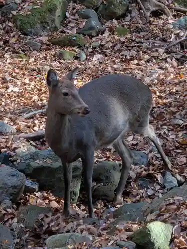 大山寺(神奈川県)