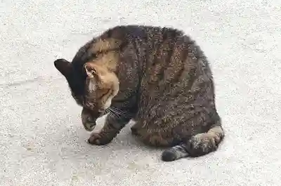 所澤神明社(埼玉県)