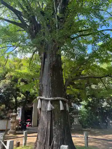 赤坂氷川神社(東京都)