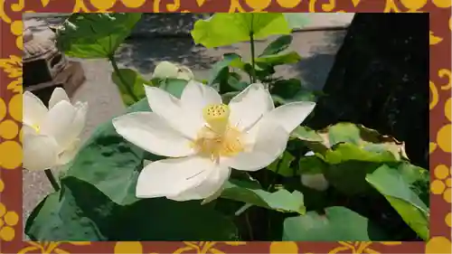 大蔵院(群馬県)