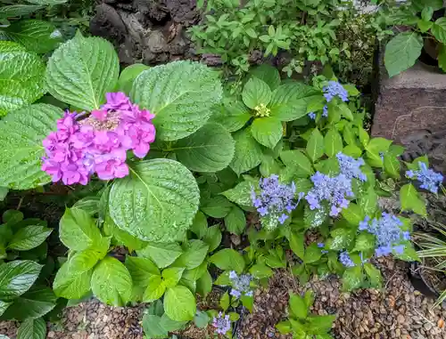 五十稲荷神社(栄寿稲荷神社)(東京都)