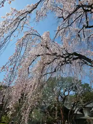 中院(埼玉県)