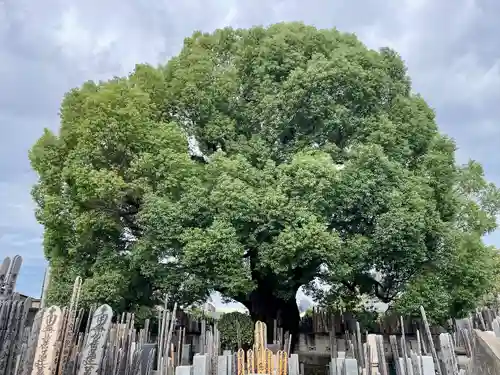 感應寺(東京都)