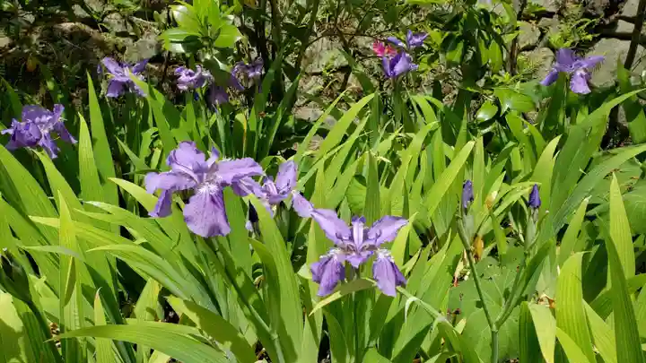 子安地蔵寺の自然