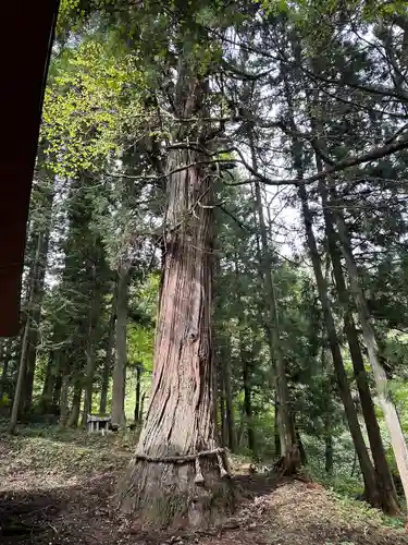大宮諏訪神社(長野県)