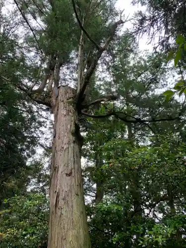 磐根神社の自然