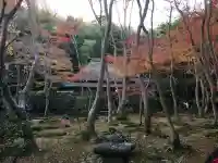祇王寺の庭園