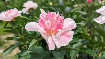 金蛇水神社(宮城県)