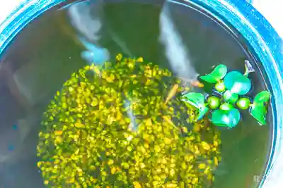 豊龍神社(山形県)