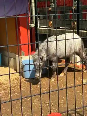 神田神社（神田明神）の{uncategorized: "未分類", other: "その他", undefined: "問題あり", building: "その他建物", grave: "お墓", sacred_gate: "鳥居", guardian: "狛犬", statue: "像", buddha: "仏像", history: "歴史", nature: "自然", garden: "庭園", animal: "動物", pagoda: "塔", temizu: "手水舎", mountain_gate: "山門・神門", sanctuary: "本殿・本堂", subordinate: "末社・摂社", art: "芸術", scenery: "景色", jizo: "地蔵", ema: "絵馬", goshuin: "御朱印", omikuji: "おみくじ", items: "授与品その他", amulet: "お守り", goshuincho: "御朱印帳", eats: "食事", festival: "お祭り", votive_dance: "神楽", shichigosan: "七五三参", wedding: "結婚式", experience: "体験その他", initially: "初詣", around: "周辺", anti_infection: "感染症対策"}