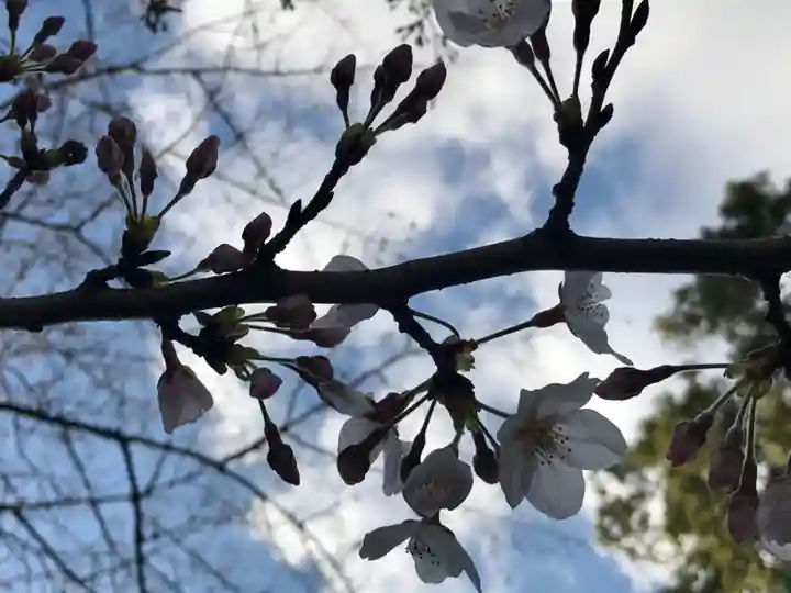 阿佐ヶ谷神明宮の自然