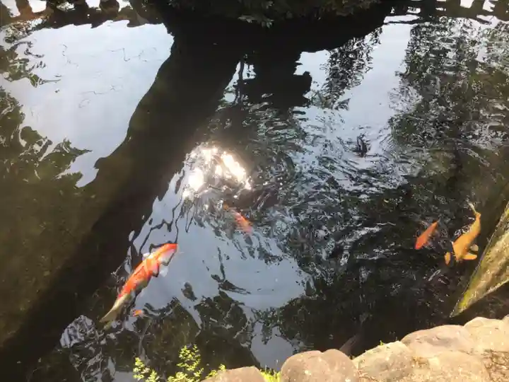 鈴鹿明神社の動物