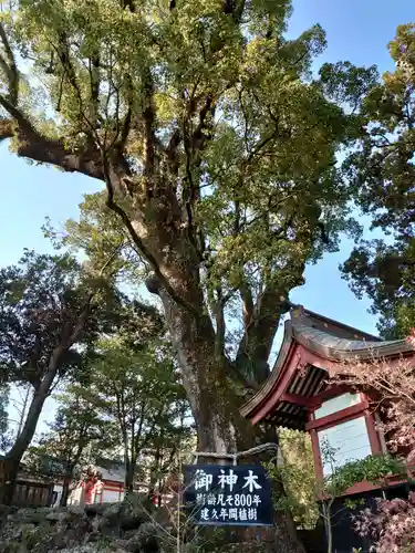 鹿児島神宮の自然