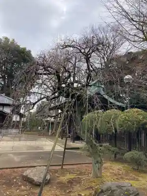 峯ヶ岡八幡神社(埼玉県)