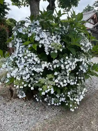 吉祥寺(埼玉県)