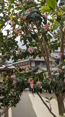 大松禅寺(京都府)