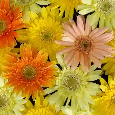 帯廣神社の手水舎